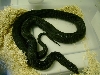 female black pine