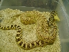 stillwater bull female