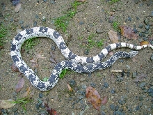 male n.pinepic #2