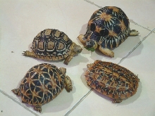 my luvly tort