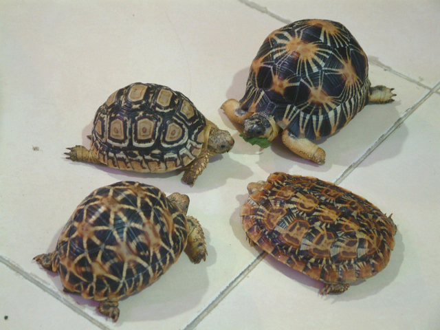 my luvly tort
