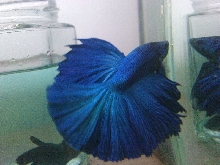 my baby blue
