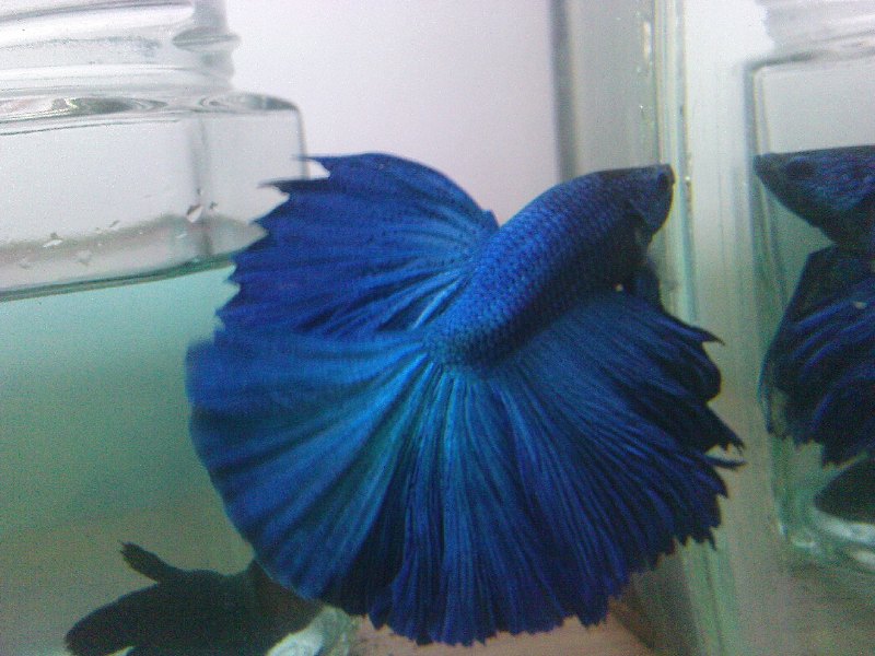 my baby blue