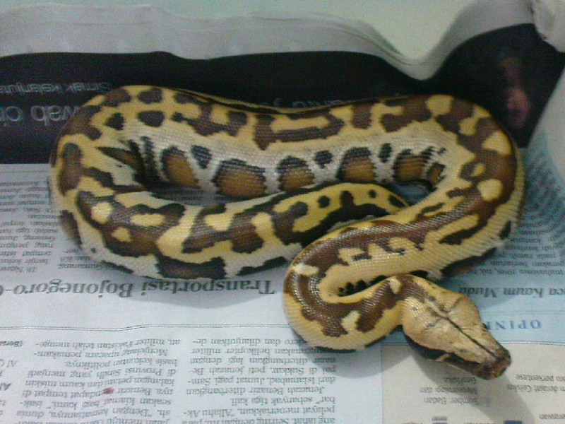 baby cream