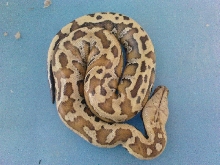 another cream