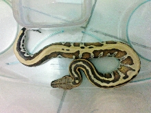 baby stripe