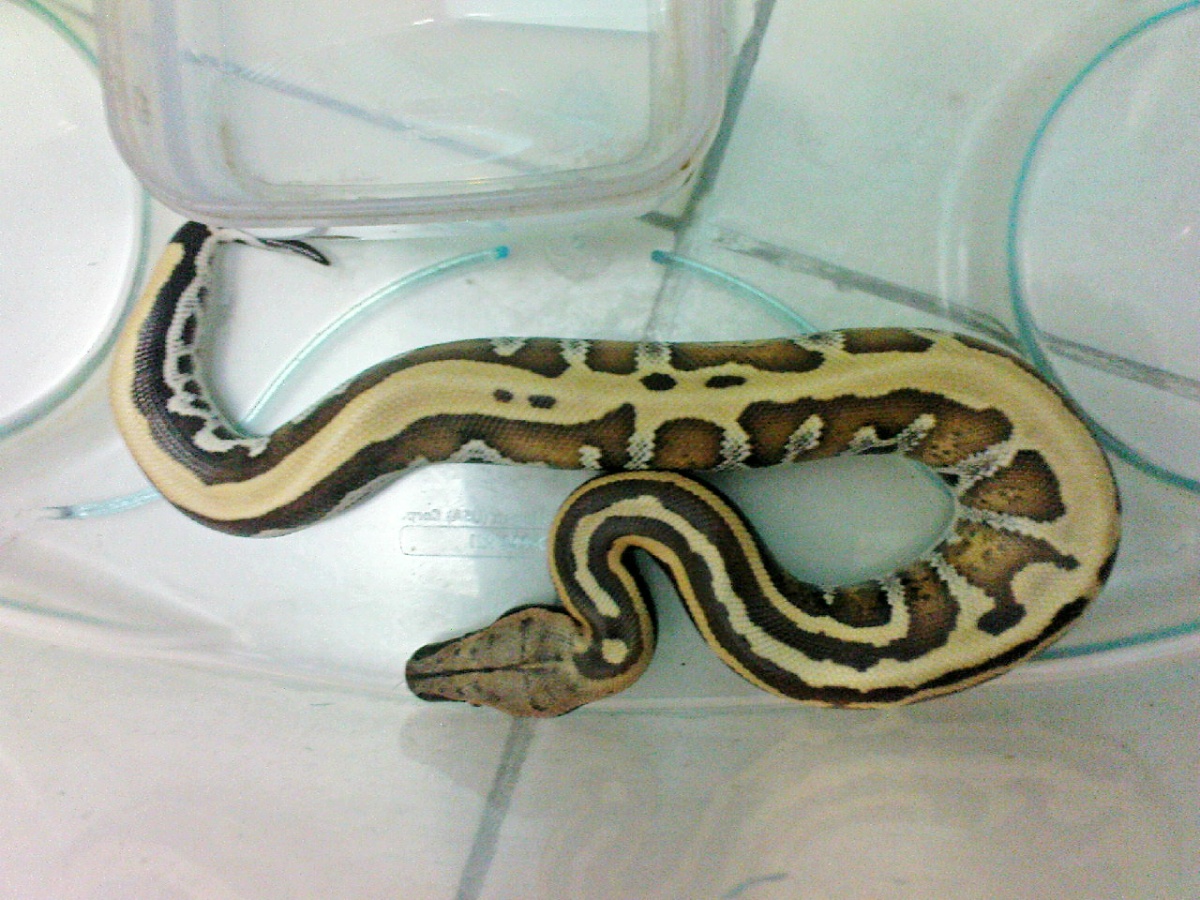 baby stripe