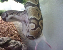 eating in the air