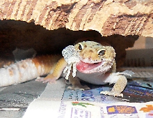 Leopard Gecko Male Shedding