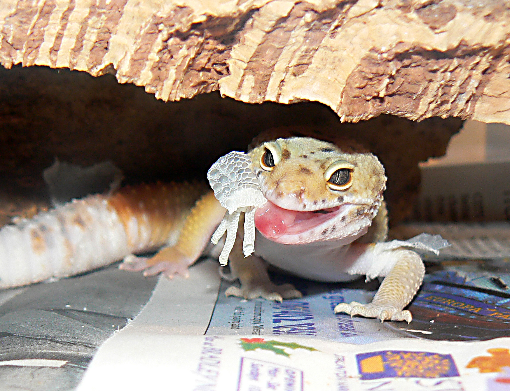 Leopard Gecko Male Shedding