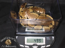My New Female Spider