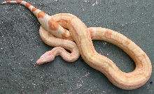 coral albino female