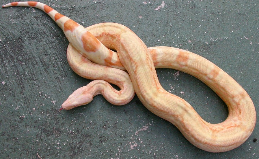 coral albino female