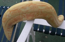 coral albino female