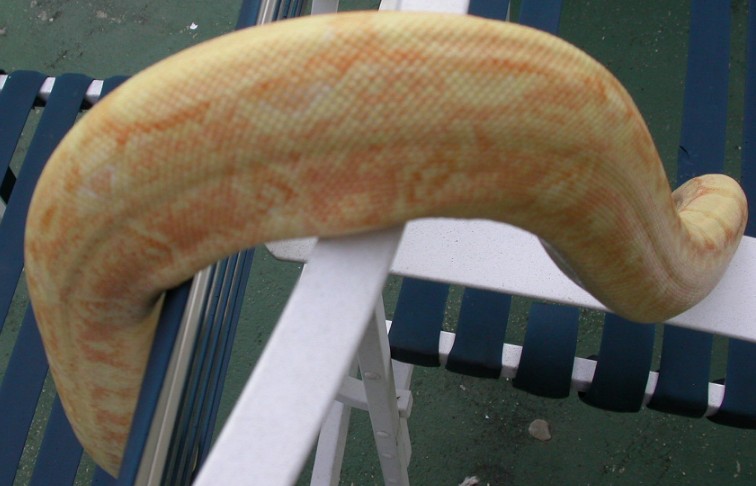 coral albino female
