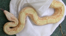 coral albino female