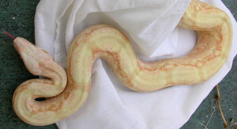 coral albino female