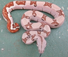pastel hypo