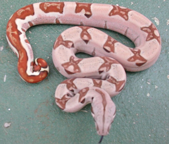 pastel hypo