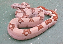 pastel hypo