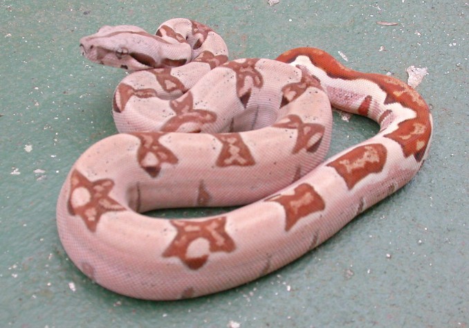pastel hypo