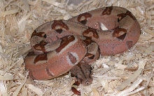 better pic of pastel hypo