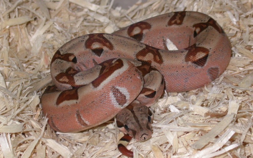 better pic of pastel hypo
