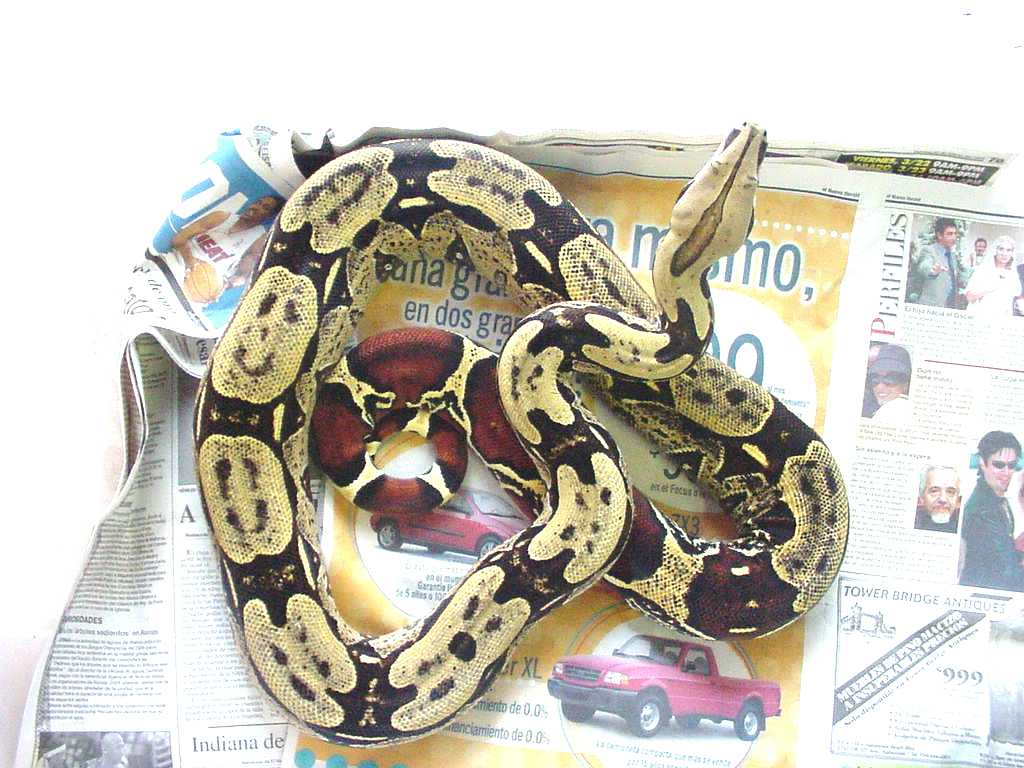 yellow surinam