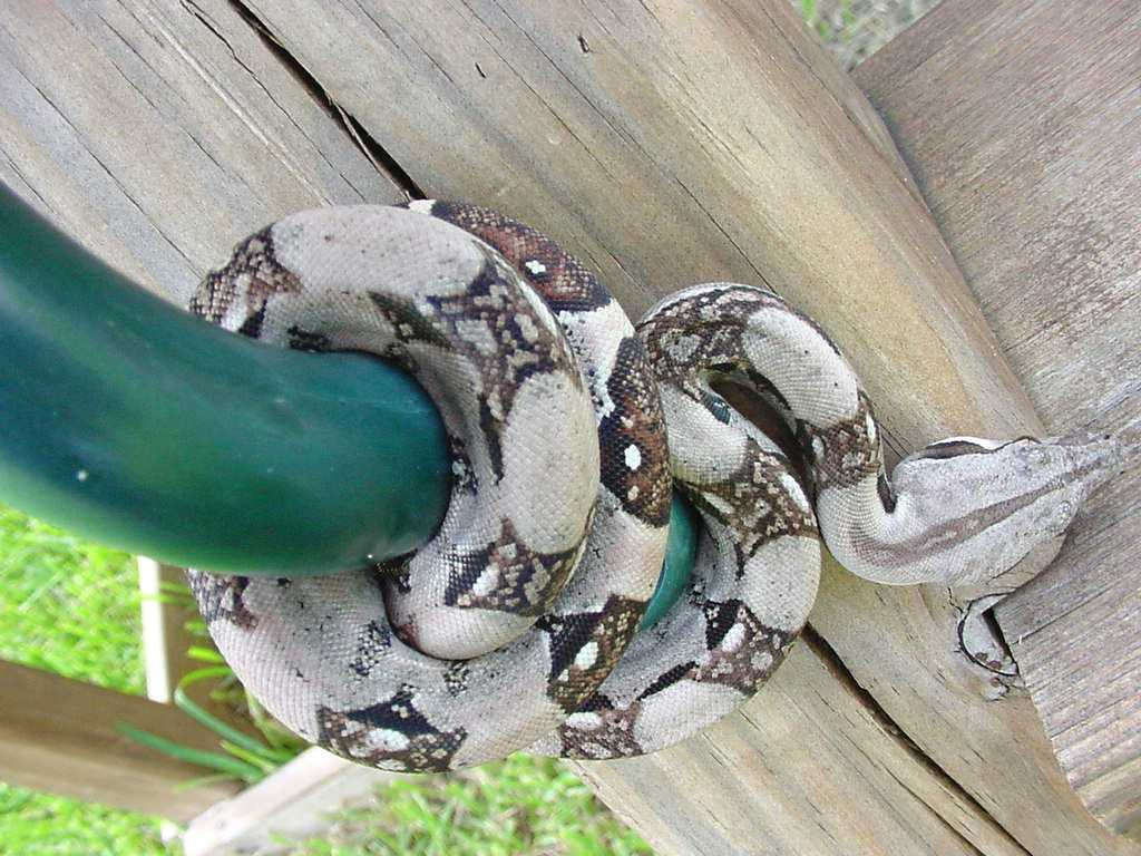 pastel female 2