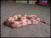 nice pastel female for sale