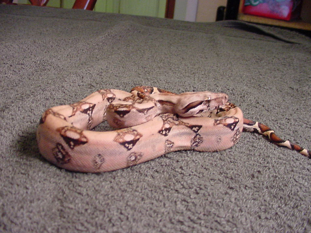 nice pastel female for sale