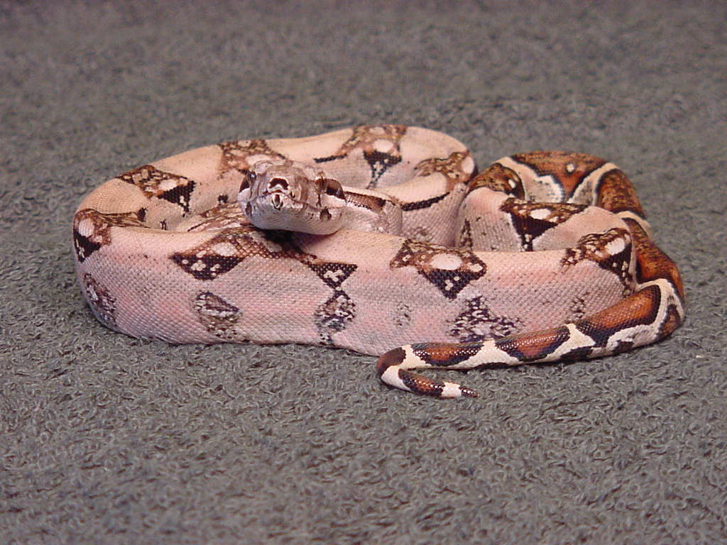 nice female pastel for sale