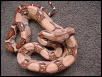nice female pastel boa for sale