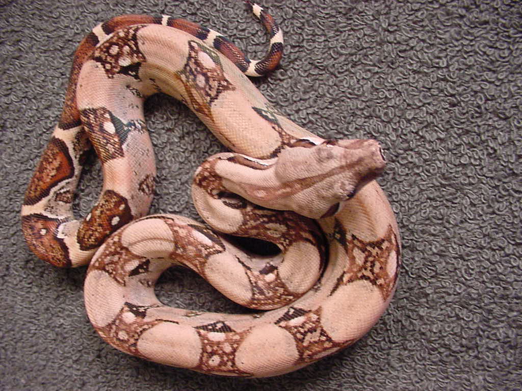 nice female pastel boa for sale