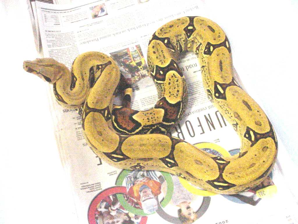 subadult female peruvian