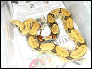 subadult female peruvian