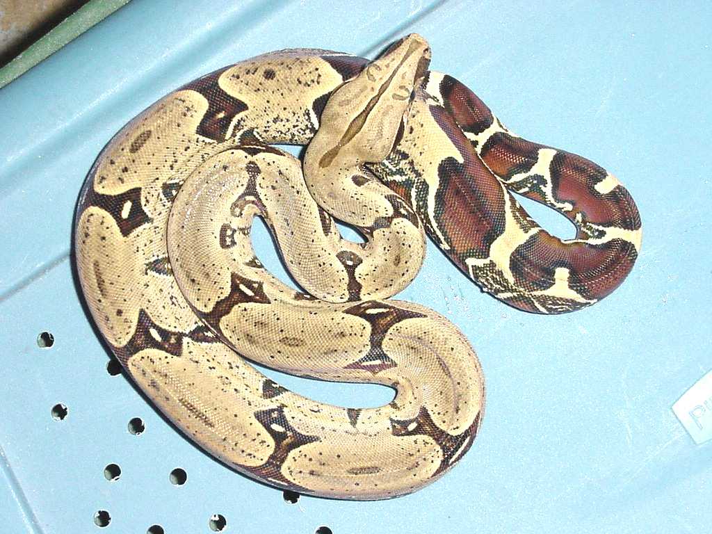 female peruvian
