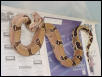 erupoean pastel male