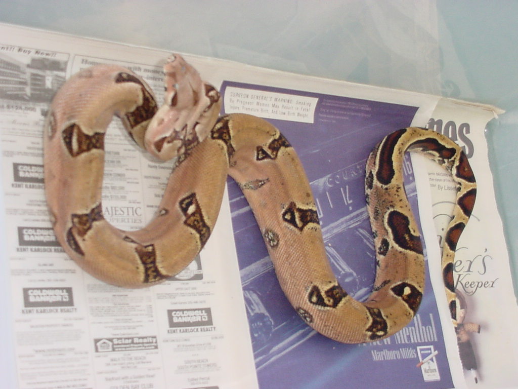 erupoean pastel male