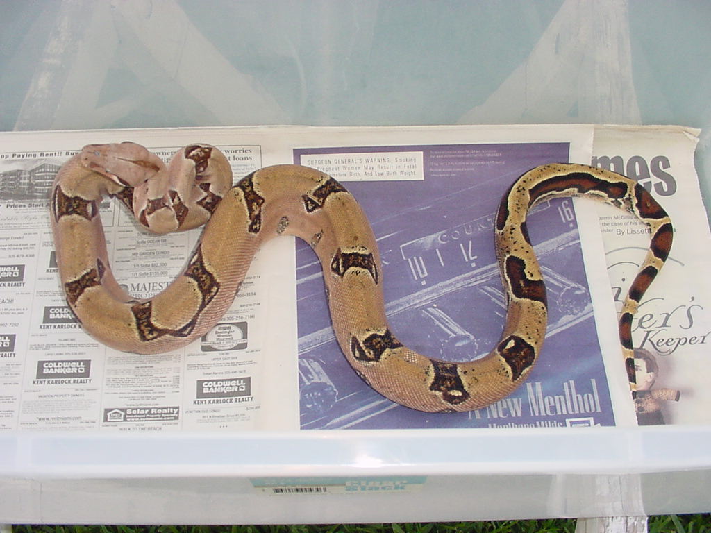 erupean pastel male