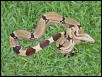 breeder surinam male