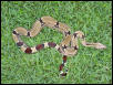 nice breeder surinam