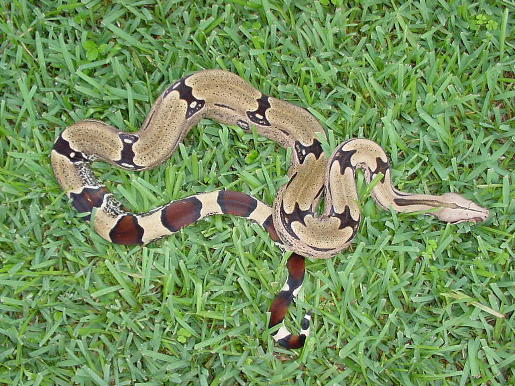 nice breeder surinam