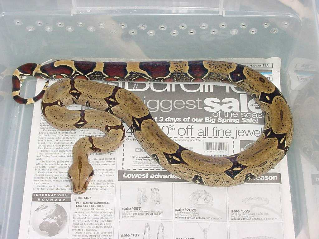 peruvian male