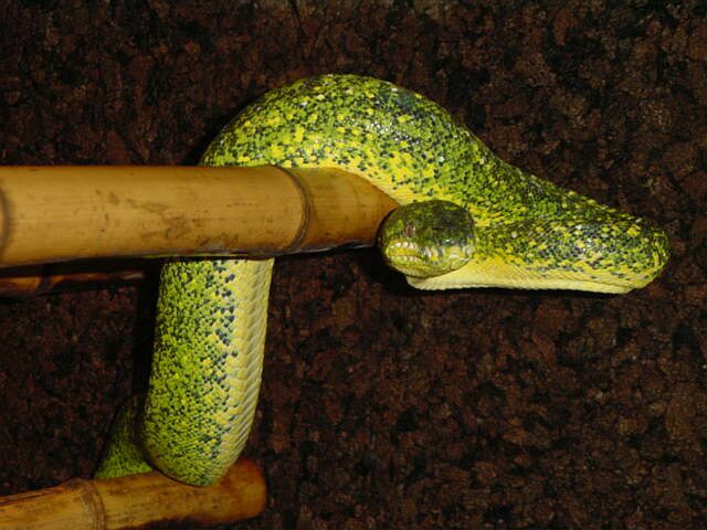 black speckled emerald