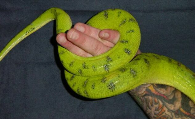 black speckled emerald