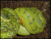black speckled emerald