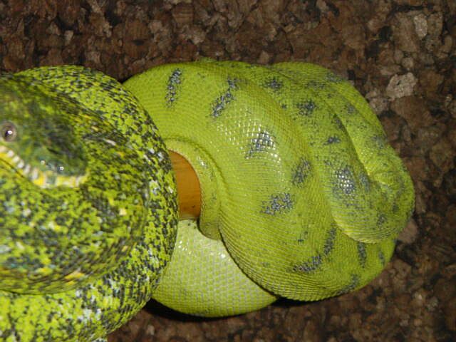 black speckled emerald