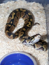 het pied f 2