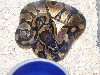 het pied f 3